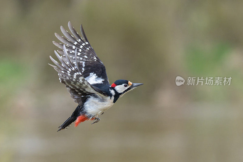 雄性大斑啄木鸟(major Dendrocopos)